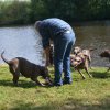 hundetreffen 03.09.2016 563